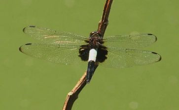 红蜻蜓红蜻蜓读后感8篇