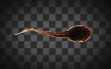 折蝌蚪教案最新6篇