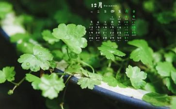 12月六级作文6篇