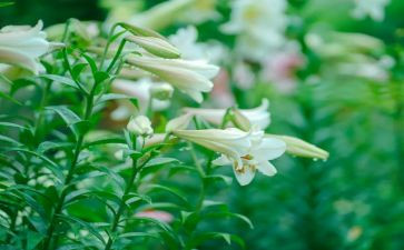 《百合花》的读后感7篇