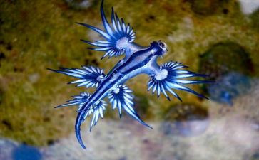 八上生物教学计划推荐5篇