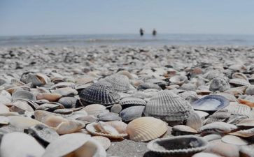 贝壳作文600字6篇