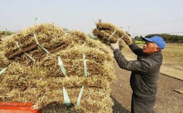 幼儿园中班播种子教案6篇