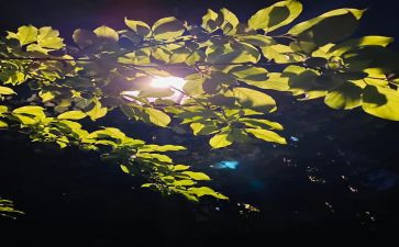 不同寻常的景作文精选8篇