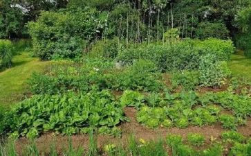 外婆做的菜作文模板8篇
