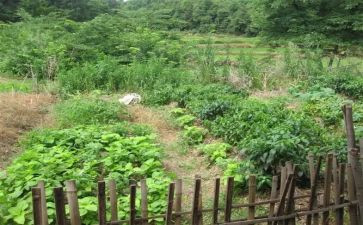 中班蔬菜宝宝教案8篇