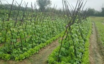蔬菜采购合同6篇