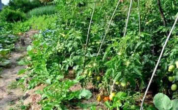 我家的小菜园作文最新5篇