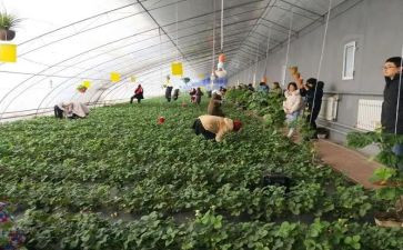 采摘活动方案参考6篇