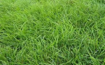 幼儿园摘清明草活动方案通用7篇