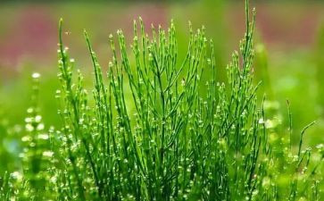 草房子读后感范文通用8篇