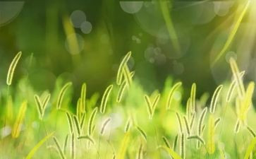 草莓岛作文推荐7篇