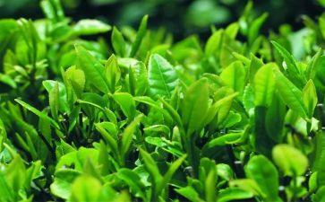 茶的调研报告最新6篇
