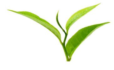 关于茶的演讲稿优秀7篇