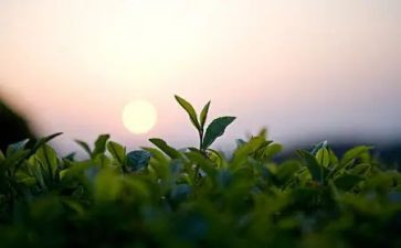 关于茶的演讲稿7篇