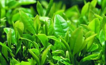 关于茶的调查报告范文6篇