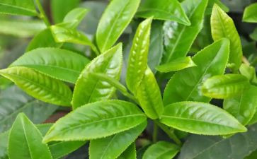 藏茶企业述职报告范文7篇