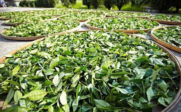 关于茶的调查报告范文推荐8篇