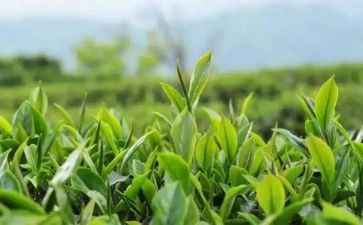 关于茶的调研报告模板5篇