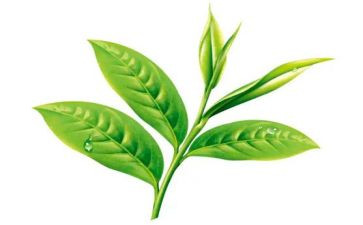 茶的营销活动方案策划7篇