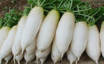 幼儿园吃萝卜教案推荐8篇