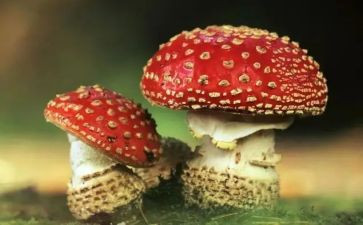 62禁毒讲话稿8篇