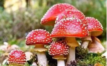 学校禁毒宣传活动总结5篇