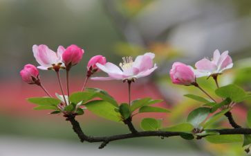 一缕芬芳作文7篇