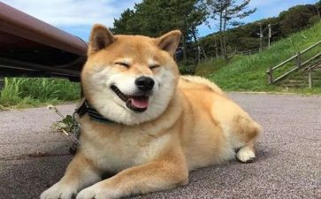 不叫的狗读后感6篇