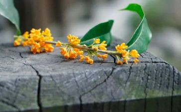 桂花优秀作文400字5篇
