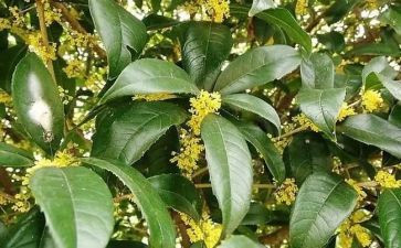 又见桂花开作文最新6篇