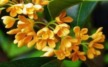 桂花优秀作文500字5篇