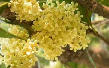 桂花作文800高中作文7篇
