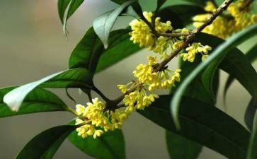 桂花饼作文优质7篇