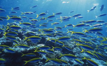 海底2万里,读后感5篇
