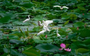 朱自清的荷塘月色读后感8篇