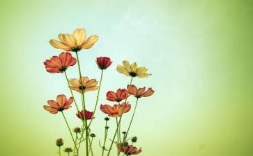 那些花儿作文500字6篇
