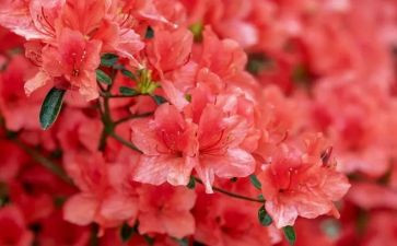 最美的花演讲稿8篇