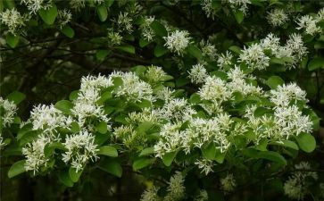 放烟花春节作文优秀6篇