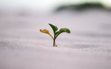 坚毅作文5篇