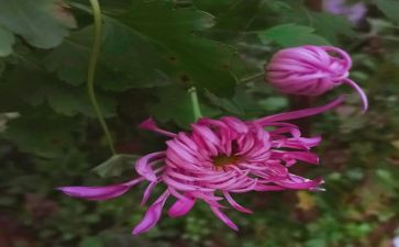 菊与刀读后感300字优质5篇