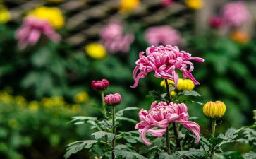 菊与刀读后感300字优秀6篇