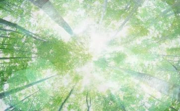 找空气幼儿园教案最新5篇