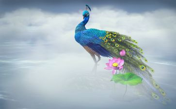 孔雀东南飞和氓的读后感通用6篇