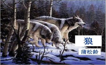 《狼》的读后感300字模板8篇