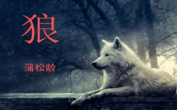 《狼》的读后感300字8篇