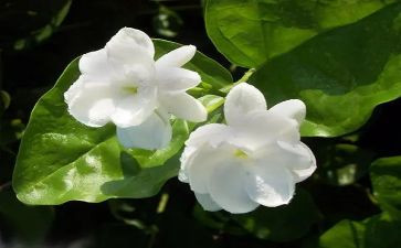 草茉莉读后感7篇