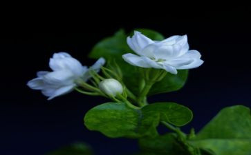幼儿园茉莉花教案6篇