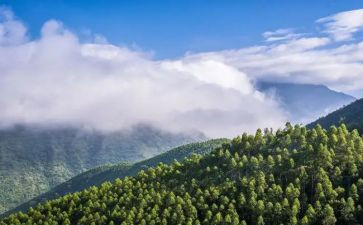 林业工作总结范文模板大全6篇