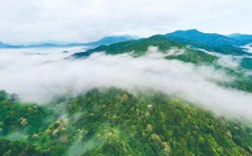 林业工作个人年终总结5篇